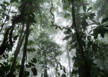 Rainforests Can Bounce Back Much Faster Than Thought, Researchers Say