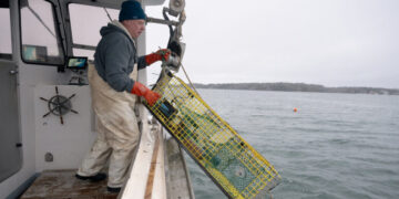 In New England, Catching Climate Data Along With Fish