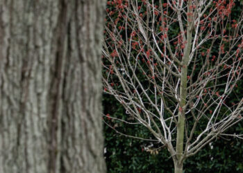 Trump Wants to Make Deportation Deals. Autocrats Are Ready to Listen.