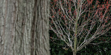 Trump Wants to Make Deportation Deals. Autocrats Are Ready to Listen.