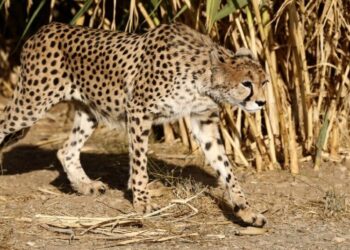 In Iran, Cheetah Sightings Offer Rare Spots of Hope Amid War