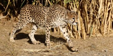 In Iran, Cheetah Sightings Offer Rare Spots of Hope Amid War