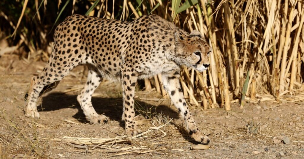 In Iran, Cheetah Sightings Offer Rare Spots of Hope Amid War