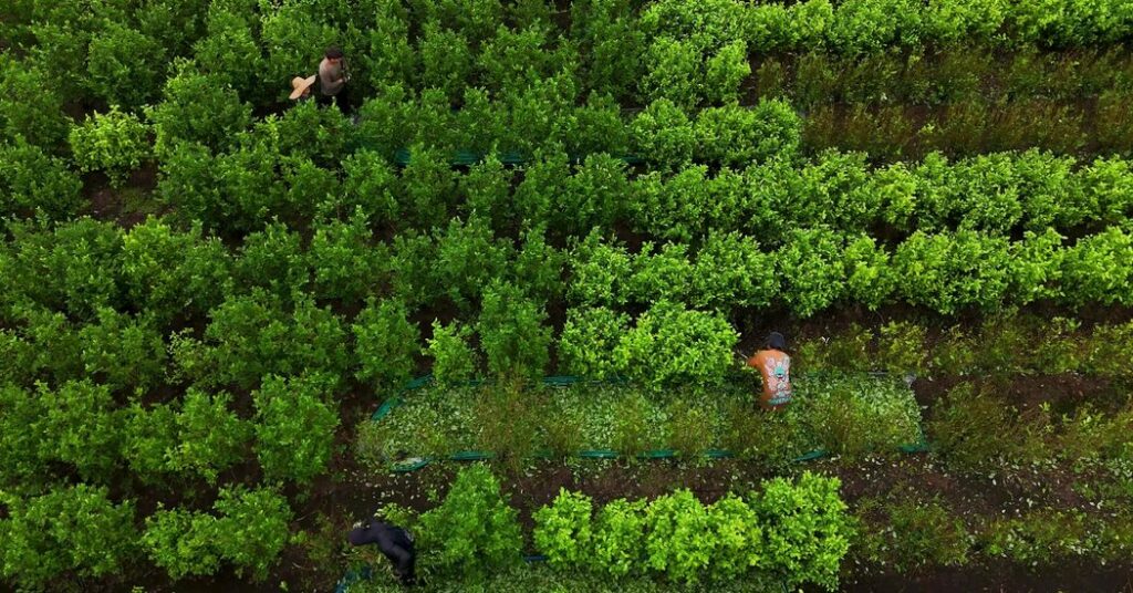 Trump Wants to Stop Drugs Coming From South America. Is That Possible?