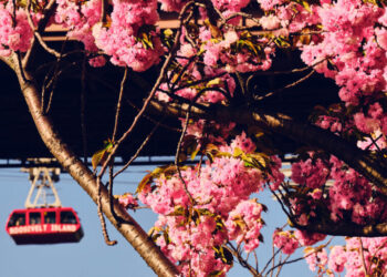 The Cherry Blossom Defenders of Roosevelt Island