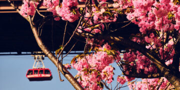 The Cherry Blossom Defenders of Roosevelt Island