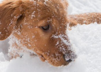 This Puppy Could Someday Save Your Life
