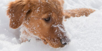 This Puppy Could Someday Save Your Life