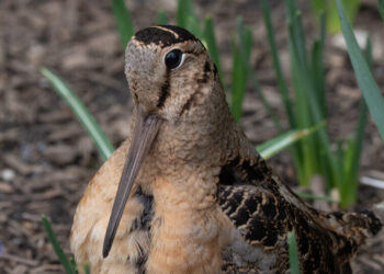 Migrating American Woodcocks Set Off a Birding Frenzy in Bryant Park