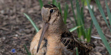 Migrating American Woodcocks Set Off a Birding Frenzy in Bryant Park