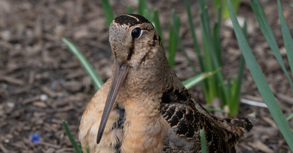 Migrating American Woodcocks Set Off a Birding Frenzy in Bryant Park