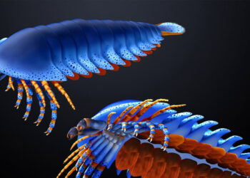 Fossil of Pincer-Wielding Crawler Reveals Origins of Spiders, Scorpions and Others