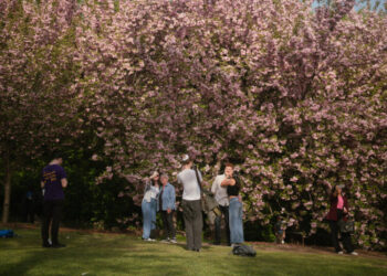 New York City’s Cherry Blossom Season Is Beginning. Here’s What to Know.
