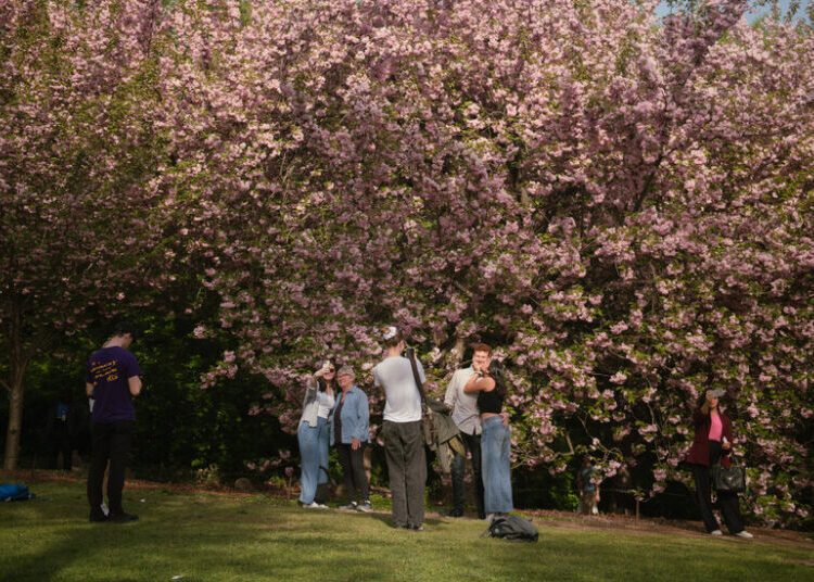 New York City’s Cherry Blossom Season Is Beginning. Here’s What to Know.