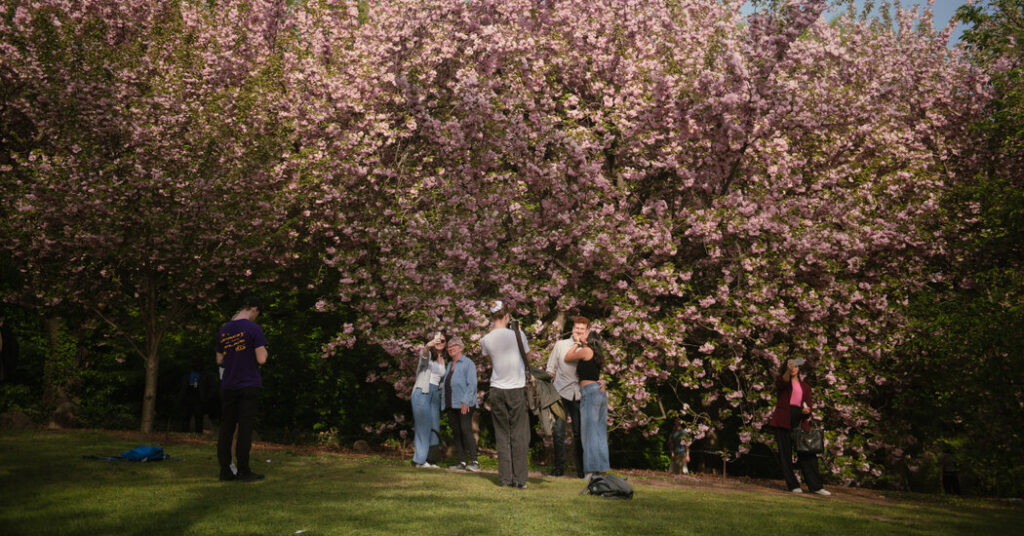New York City’s Cherry Blossom Season Is Beginning. Here’s What to Know.