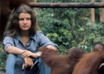Biruté Galdikas, 79, Who Worked to Save Wild Orangutans in Borneo, Dies