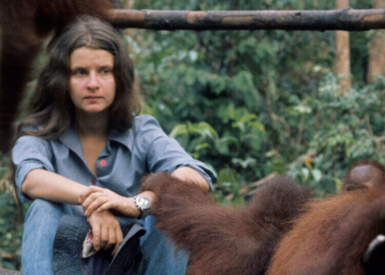 Biruté Galdikas, 79, Who Worked to Save Wild Orangutans in Borneo, Dies