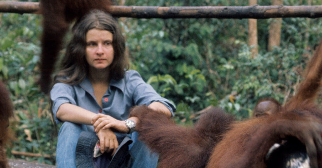 Biruté Galdikas, 79, Who Worked to Save Wild Orangutans in Borneo, Dies