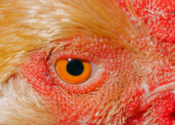 Even if This Is the Right War, We’ve Got the Wrong President