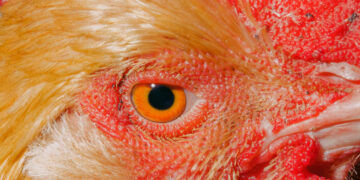 Even if This Is the Right War, We’ve Got the Wrong President