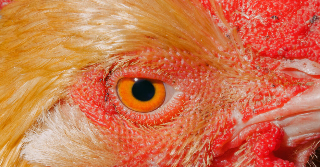 Even if This Is the Right War, We’ve Got the Wrong President