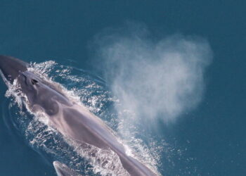 These Whales Live, and Sing, Near New York Harbor in Spring