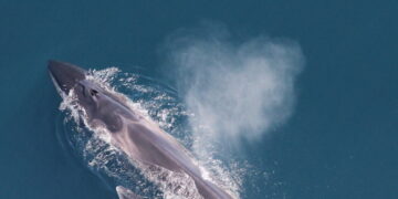 These Whales Live, and Sing, Near New York Harbor in Spring
