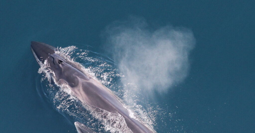These Whales Live, and Sing, Near New York Harbor in Spring
