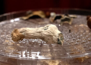 How Psychedelics Affect the Brain