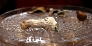 How Psychedelics Affect the Brain