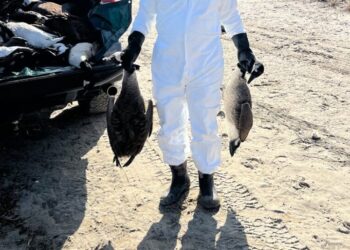 The Hamptons Has a Bird Flu Problem