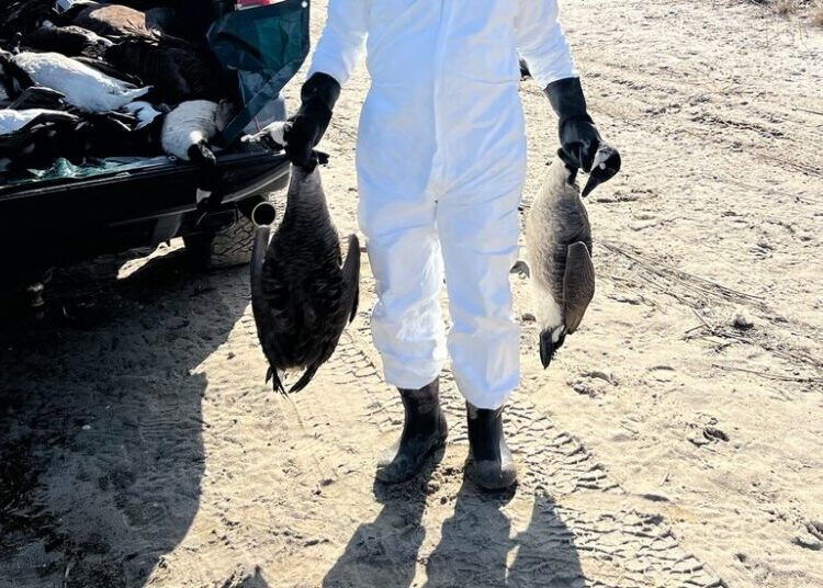 The Hamptons Has a Bird Flu Problem