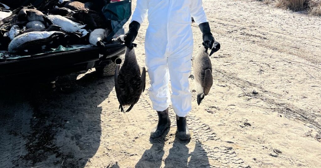 The Hamptons Has a Bird Flu Problem