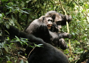 These Chimps Began the Bloodiest ‘War’ on Record. No One Knows Why.