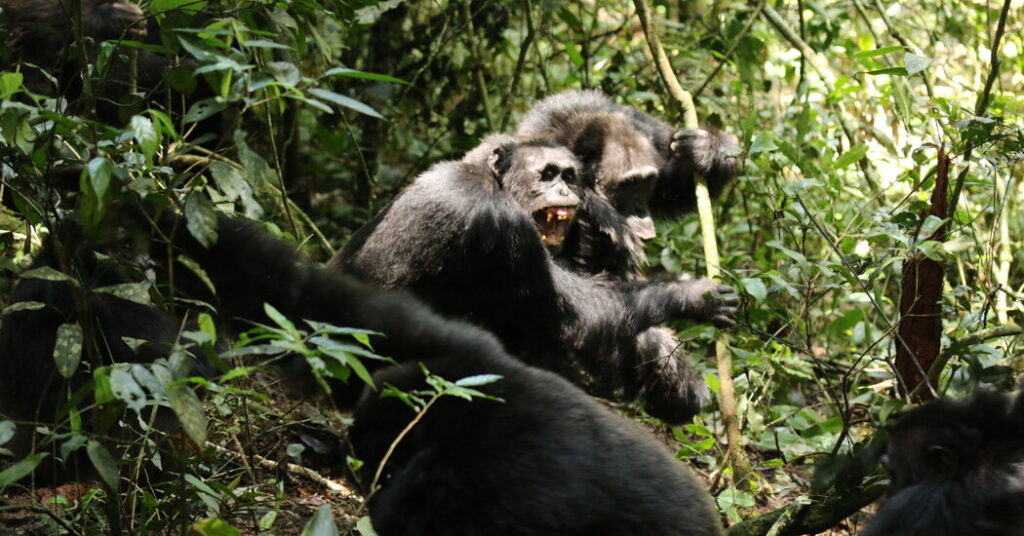 These Chimps Began the Bloodiest ‘War’ on Record. No One Knows Why.