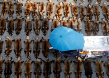 Global Wildlife Trade Fuels Spread of Disease From Animals to People