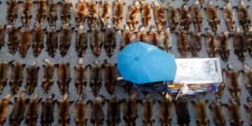 Global Wildlife Trade Fuels Spread of Disease From Animals to People