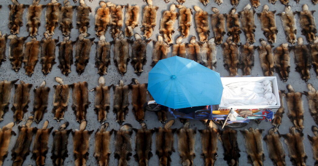 Global Wildlife Trade Fuels Spread of Disease From Animals to People