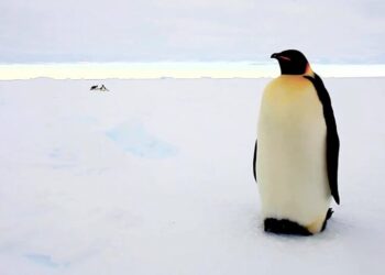 Emperor Penguins Are Now Endangered, a New Assessment Finds