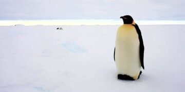 Emperor Penguins Are Now Endangered, a New Assessment Finds