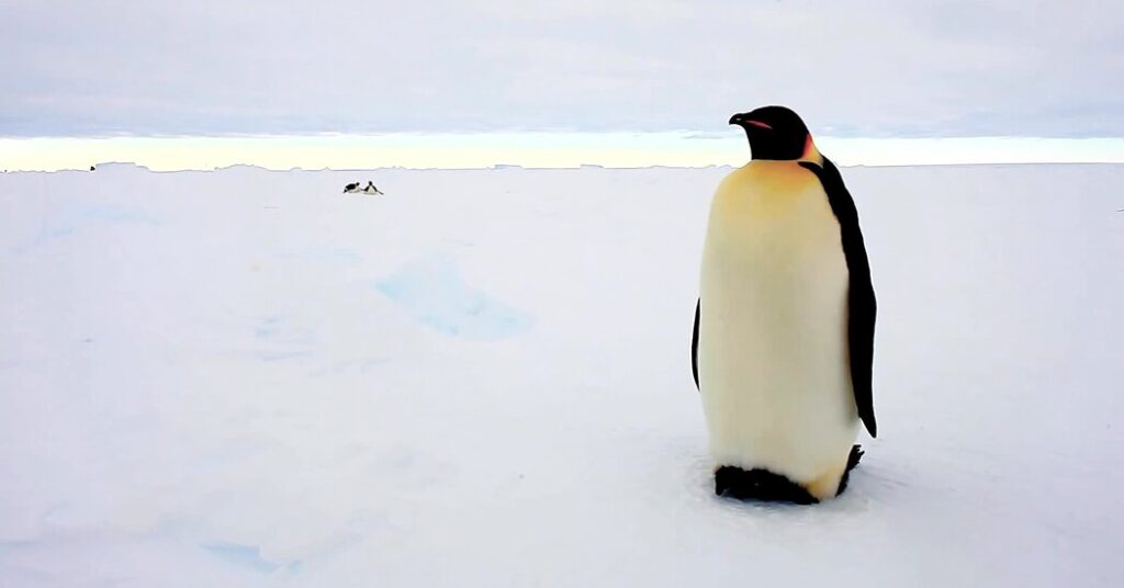 Emperor Penguins Are Now Endangered, a New Assessment Finds