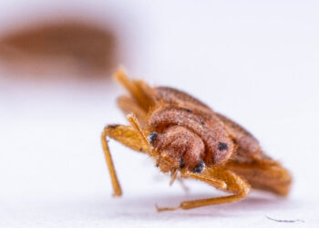 Bedbugs on the Subway? He Wants to Know About It.