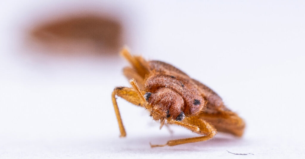 Bedbugs on the Subway? He Wants to Know About It.