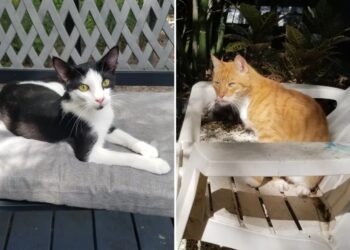 A cat retirement home — the purr-fect place to spend their golden years