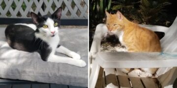 A cat retirement home — the purr-fect place to spend their golden years