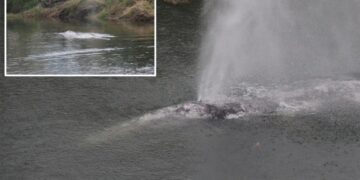 Gray whale that swam 20 miles up a Washington state river is found dead