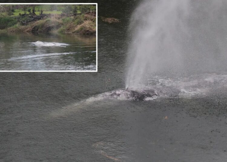 Gray whale that swam 20 miles up a Washington state river is found dead