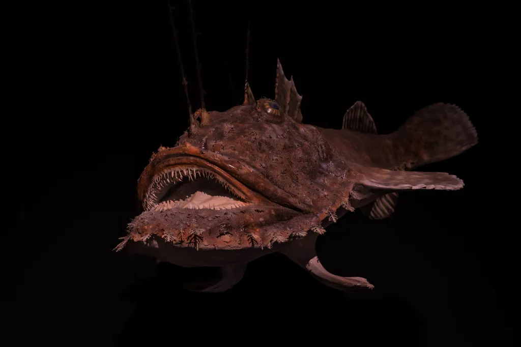 Anglerfish specimen with its mouth open, revealing sharp teeth, against a dark background.