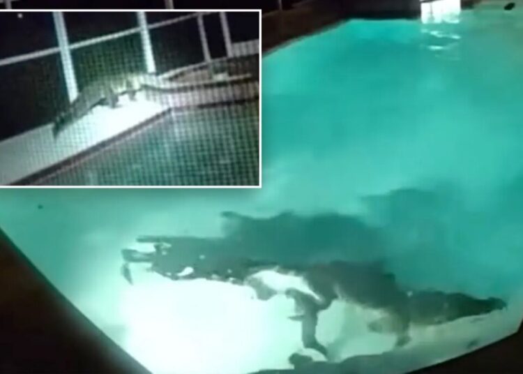 Sharp-toothed home ‘intruder’ spotted having pool party as residents call police