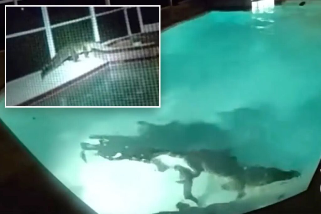 Sharp-toothed home ‘intruder’ spotted having pool party as residents call police